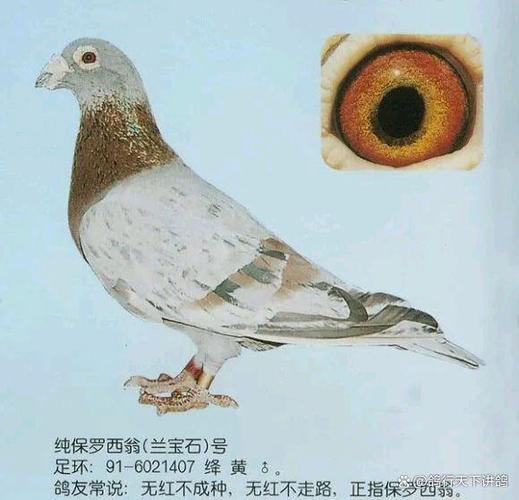 幼鸽几个月就能配对