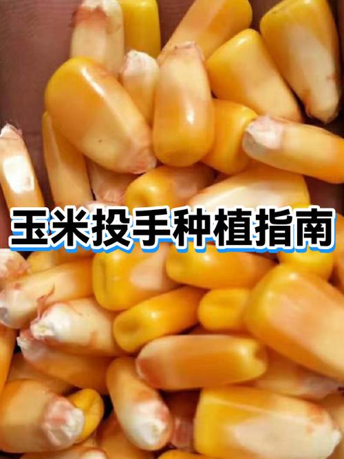 玉米投手怎么种