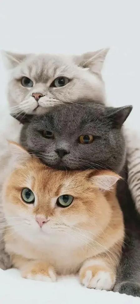 桌面猫下载免费