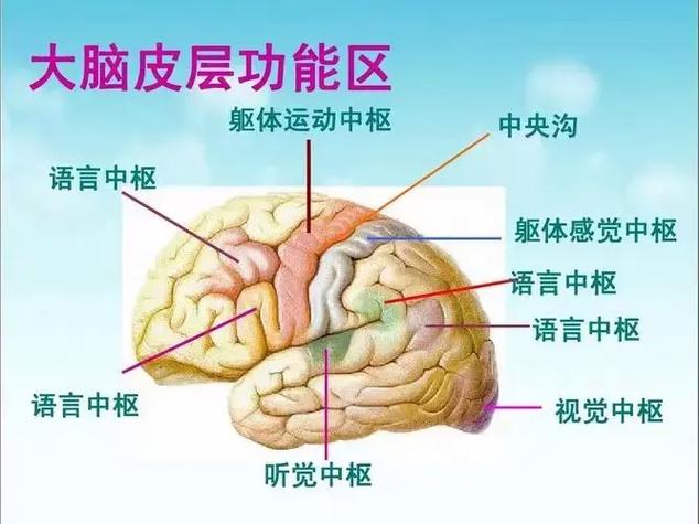僵尸增量无限血液和大脑