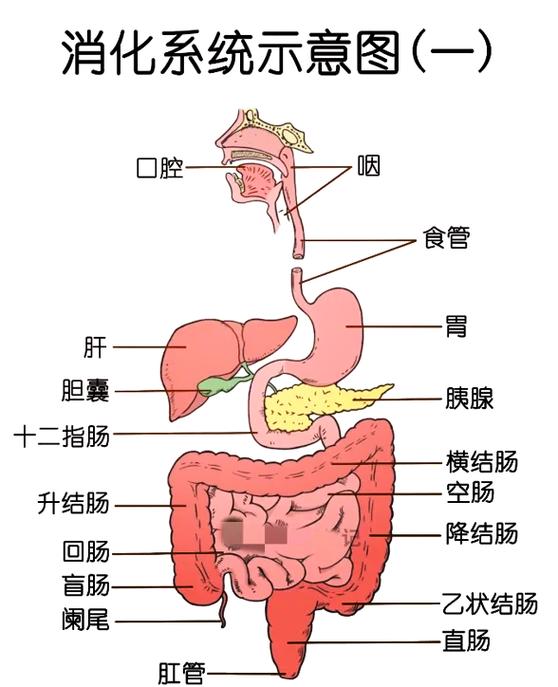食道位置图