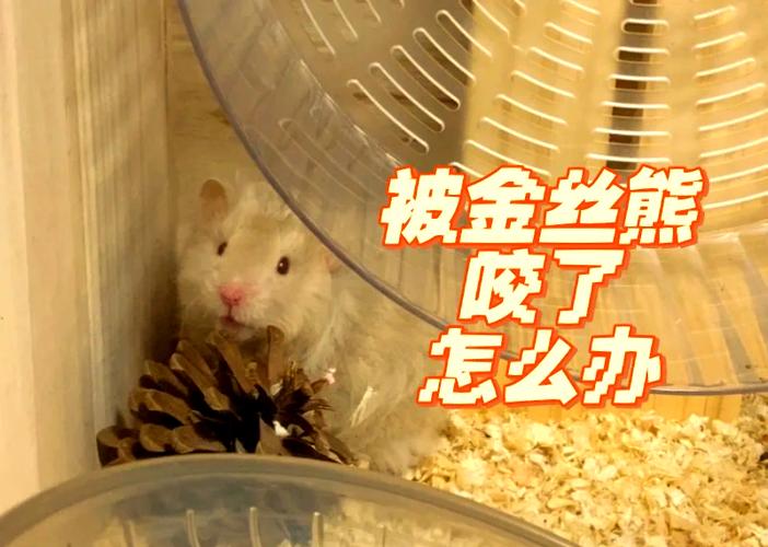 被仓鼠咬后的处理方法