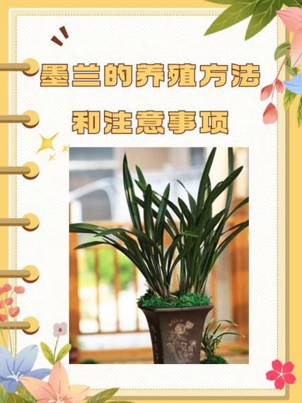 墨兰的养殖方法和注意事项