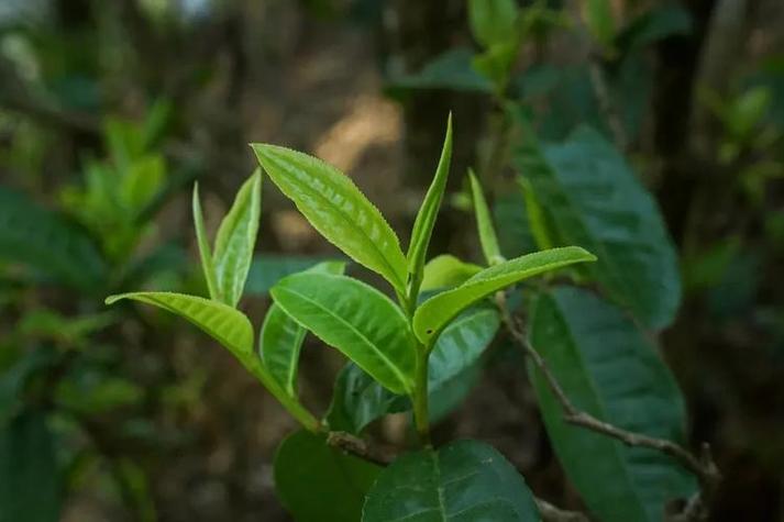 古树白茶属于什么茶