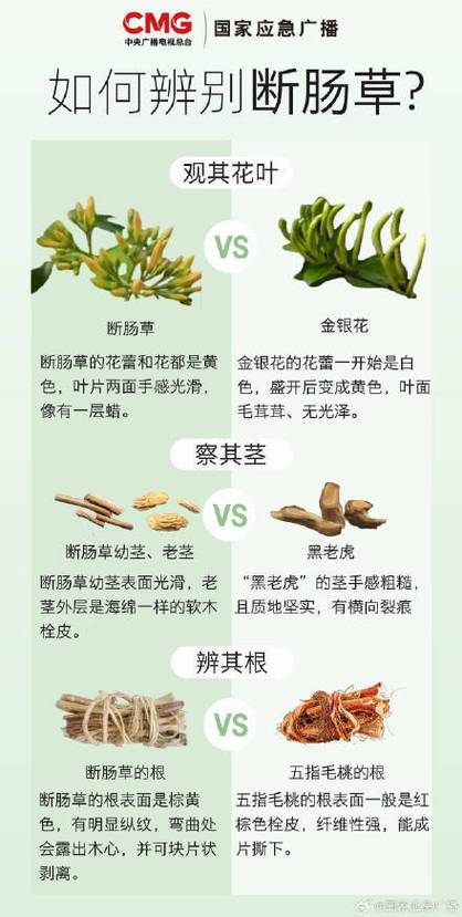 断肠草功效与作用