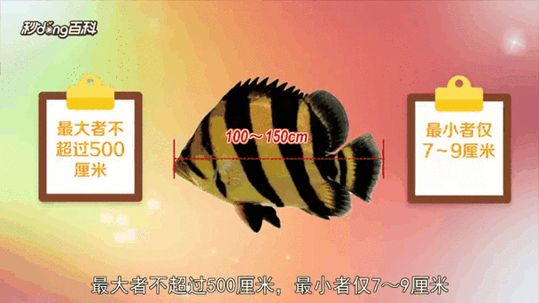虎鱼多少钱一斤市场价