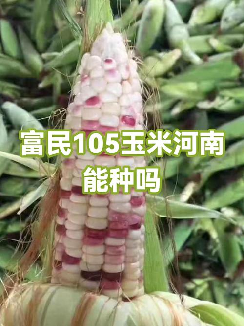 富民105玉米种缺点