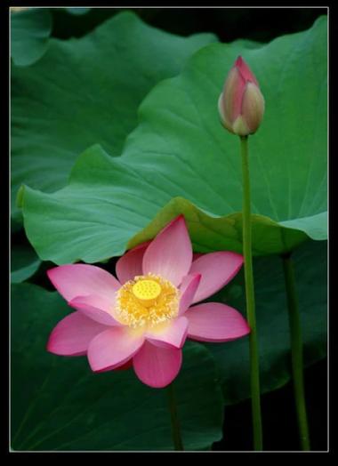 莲花的说说唯美句子