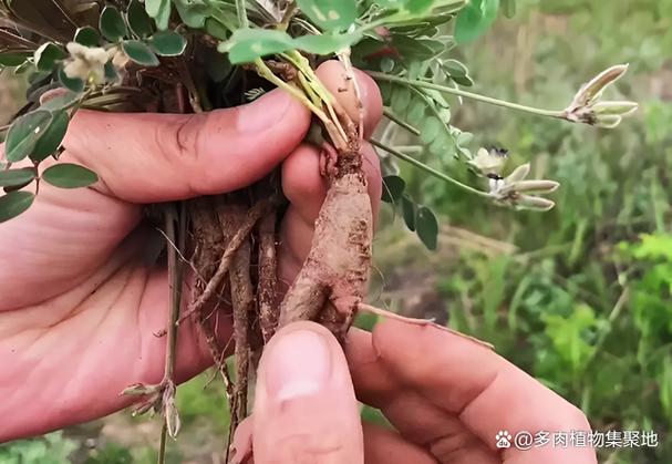 身上挂着个口袋的是什么草