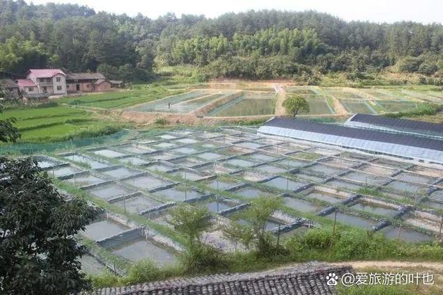 农村致富项目养殖