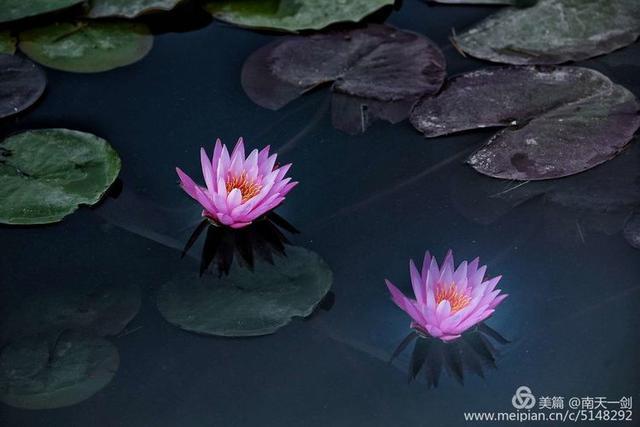 睡莲花开的寓意