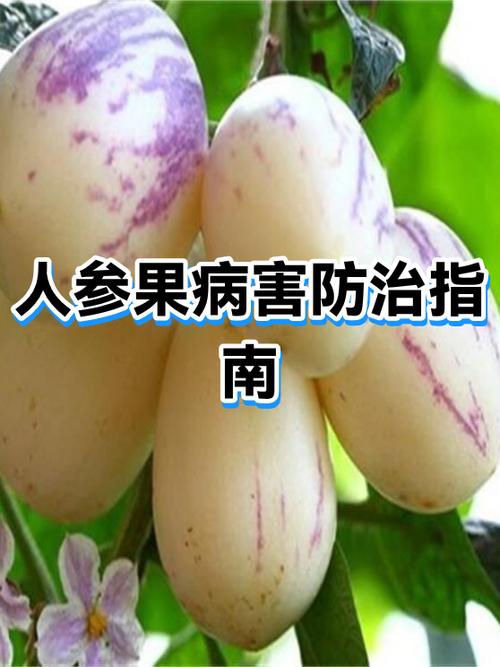 有结节的人能吃人参果吗