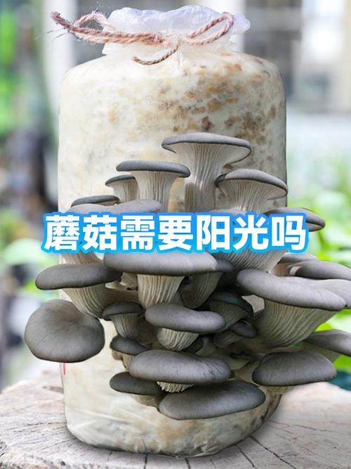 种蘑菇需要阳光吗