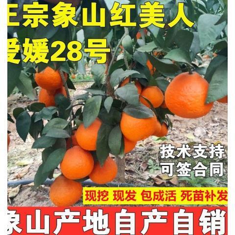 我要买象山红美人果树苗