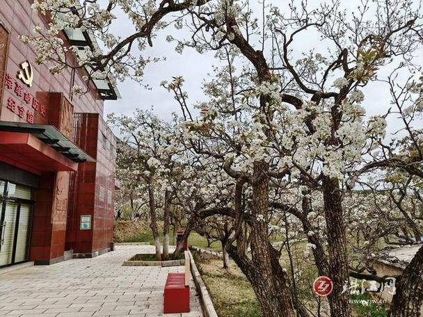 河南广播电视台梨园频道