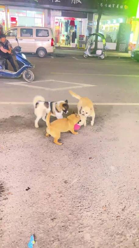 小狗牵着不走怎么办