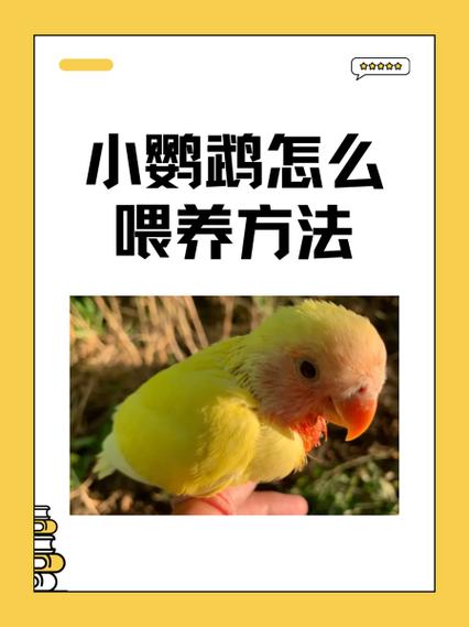 母鹦鹉会自己喂小鹦鹉吗