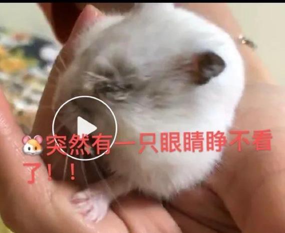 仓鼠突然下崽了怎么办