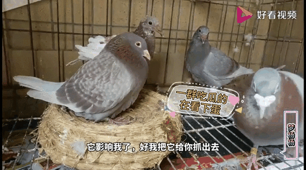 鸽子最恨主人的三个行为
