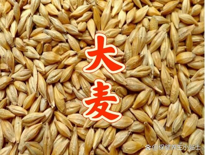 大麦的作用与功效