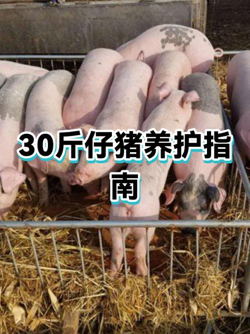 30斤猪苗价格