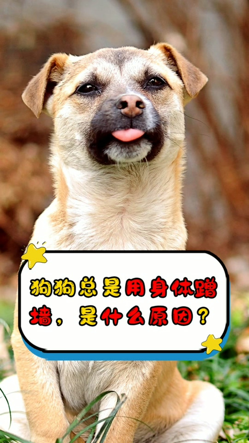 小狗蹭墙怎么回事