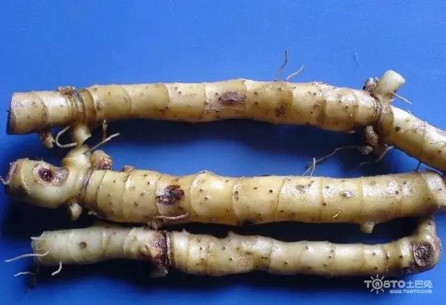 玉竹的药用功效与主治