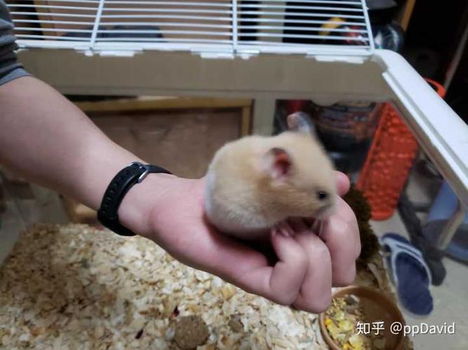 仓鼠没有磨牙棒会怎么样