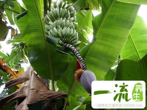孕妇可以吃芭蕉吗