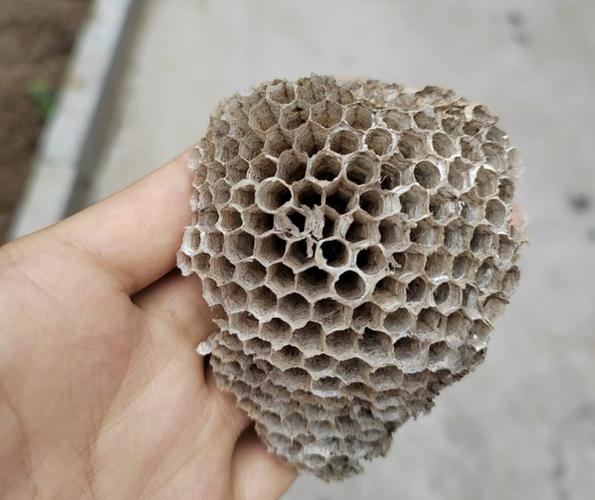 蜂窝图片100张