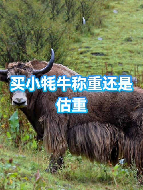 一头牦牛大约多少斤
