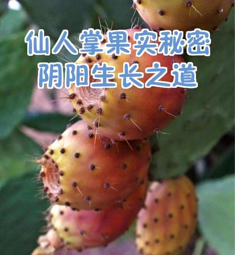 仙人掌果有没有毒