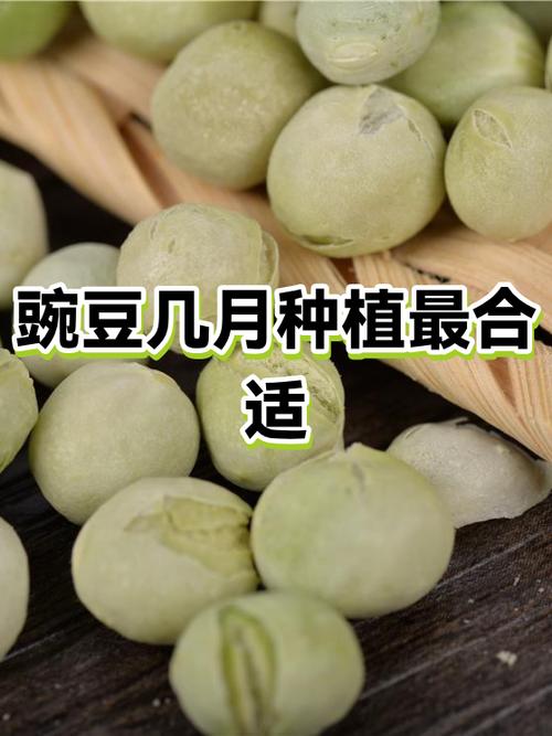 豌豆几月份吃最好