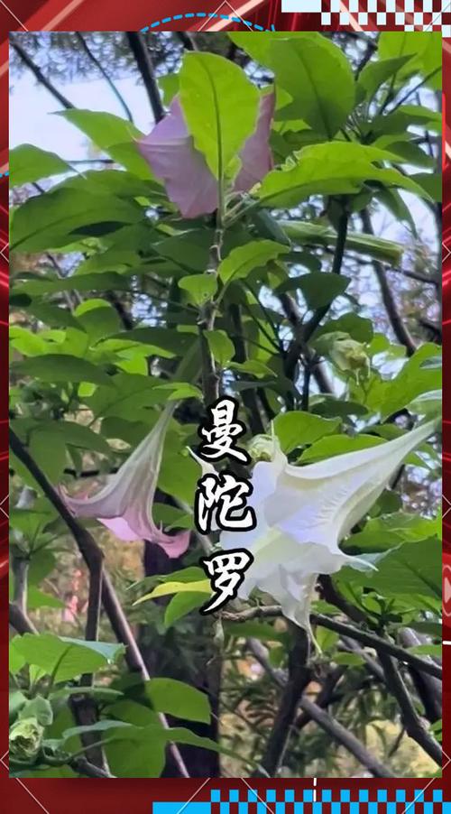 曼陀花