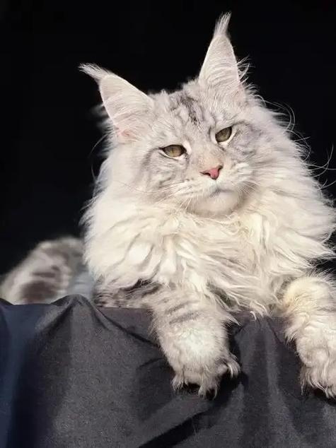 自己家的猫怎么出售
