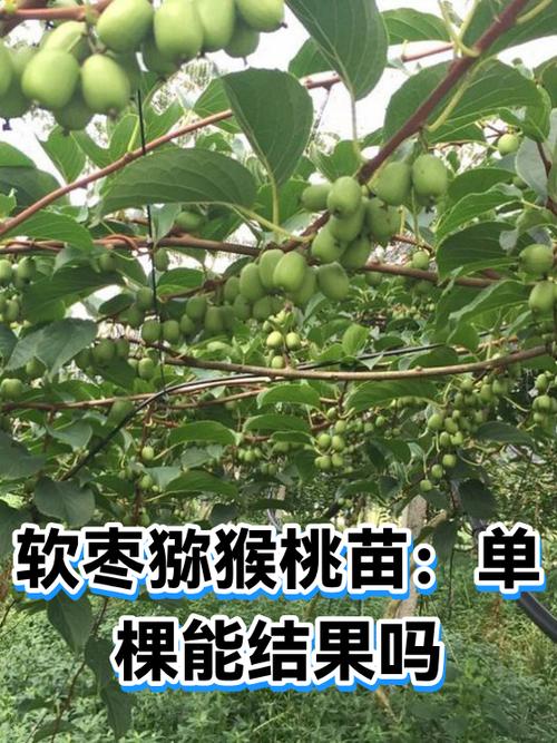 弥猴桃单棵可以结果吗