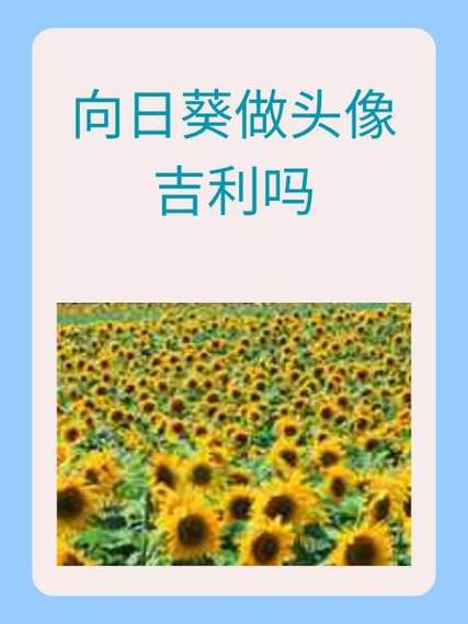 葵花的爱好及性格特点