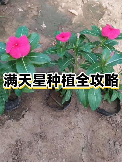 树上满天星安装方法