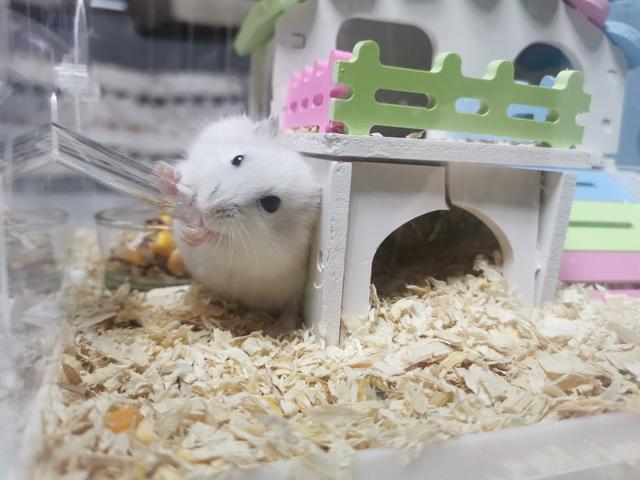 仓鼠窝里铺什么东西
