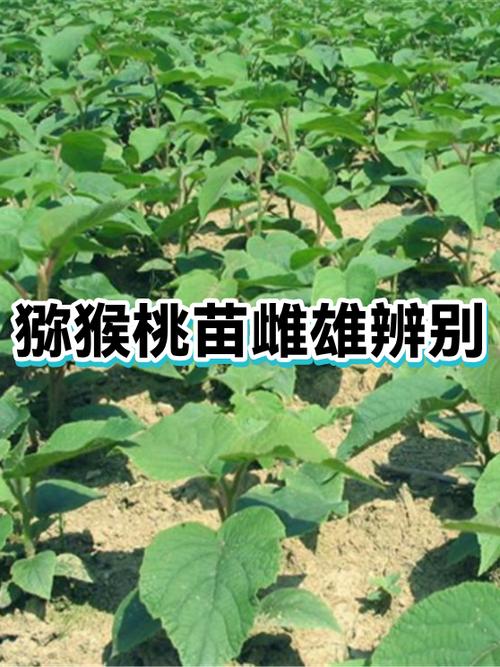 种猕猴桃需要公母一起种吗