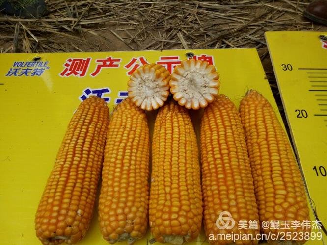 鲲玉8号玉米品种简介经商