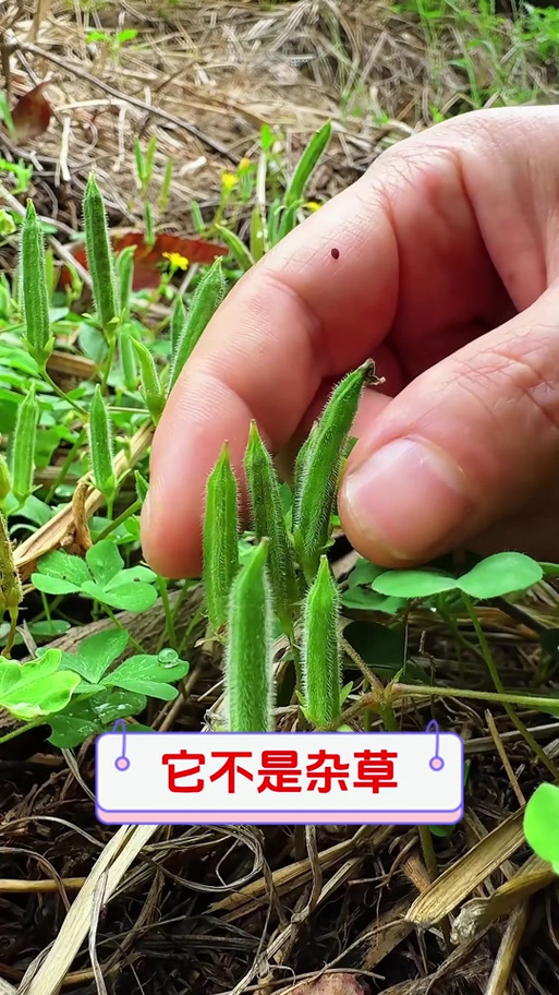 三叶草的功效与作用