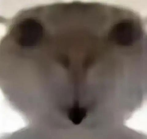 三角洲猫meme表情包