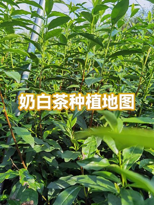 御品奶白茶多少钱一斤