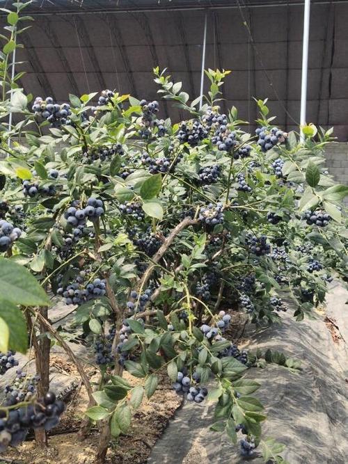 蓝梅树