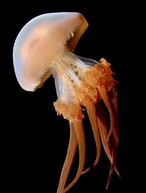 海蜇有毒吗