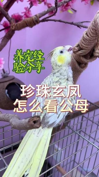 玄凤古铜珍珠和珍珠的区别