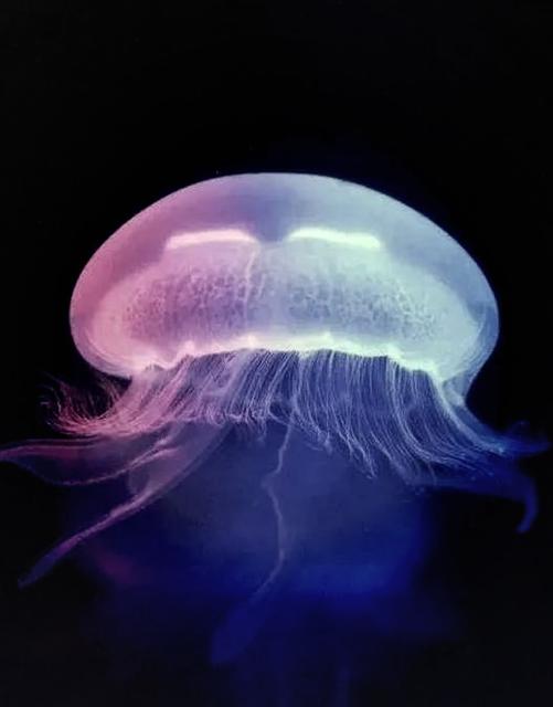 水母透明的原因
