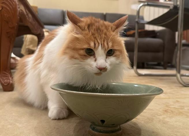 卖小猫咪吆喝视频