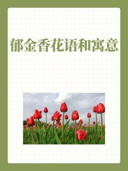 郁金香象征着什么